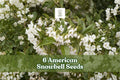 6 American Snowbell Seeds Styrax americanus White Flowering Ornamental Shrub for Garden Borders