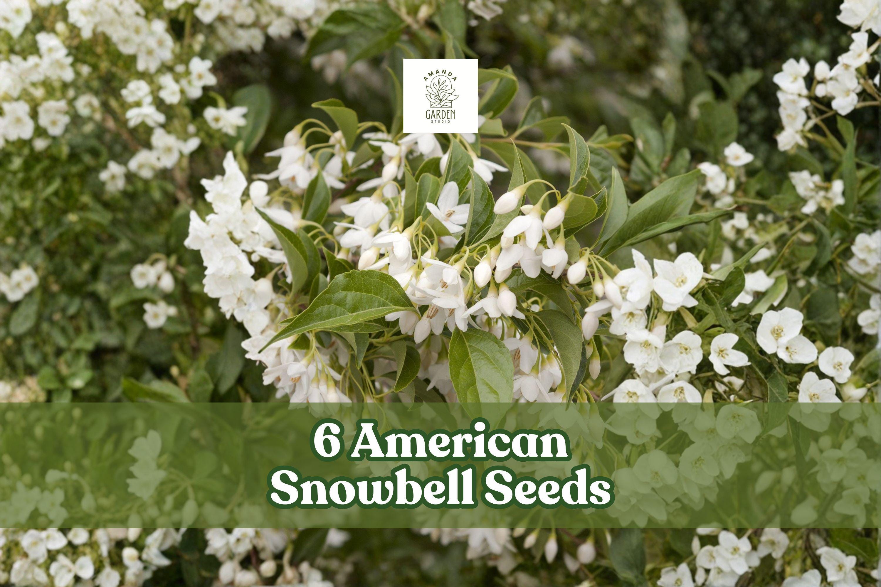 6 American Snowbell Seeds Styrax americanus White Flowering Ornamental Shrub for Garden Borders