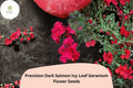 25+ Dark Salmon Ivy Leaf Geranium Seeds | Pelargonium peltatum ‘Precision Dark Salmon’ | Trailing Salmon-Pink Blooms