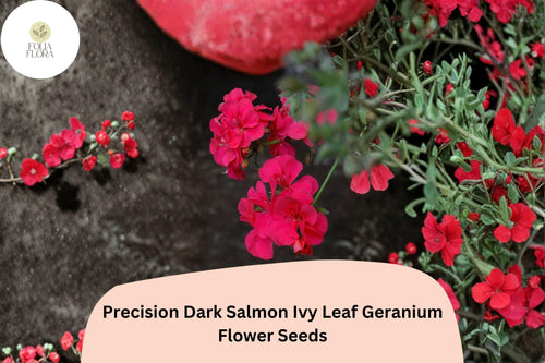 25+ Dark Salmon Ivy Leaf Geranium Seeds | Pelargonium peltatum ‘Precision Dark Salmon’ | Trailing Salmon-Pink Blooms