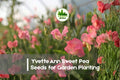 Yvette Ann Sweet Pea Seeds – Fragrant Blush Pink Climbing Flower, Lathyrus odoratus, Cottage Garden, Container, Trellis Plant