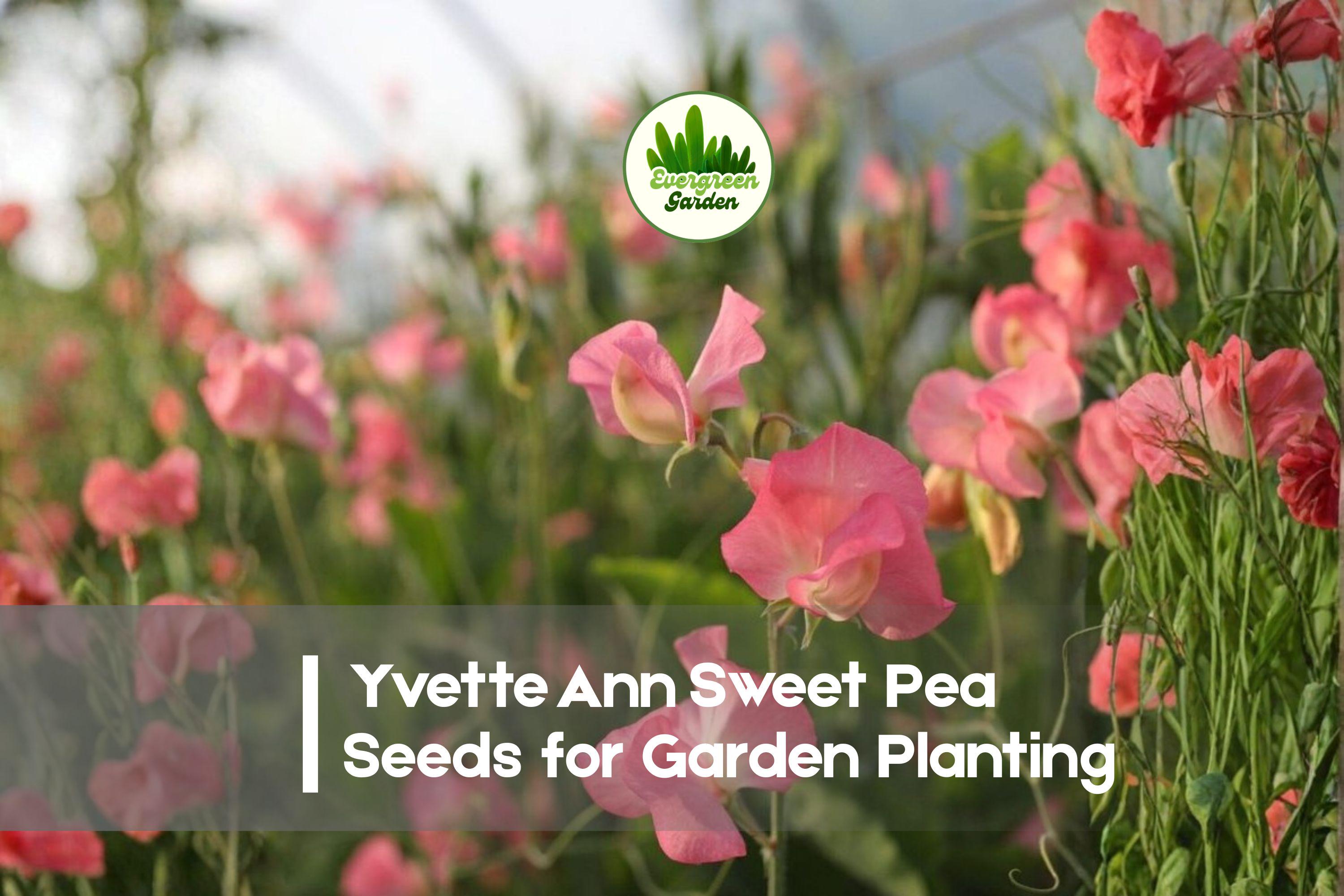 Yvette Ann Sweet Pea Seeds – Fragrant Blush Pink Climbing Flower, Lathyrus odoratus, Cottage Garden, Container, Trellis Plant