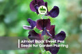 Almost Black Sweet Pea Seeds, Climbing Flower, Deep Burgundy, Lathyrus odoratus, 50+