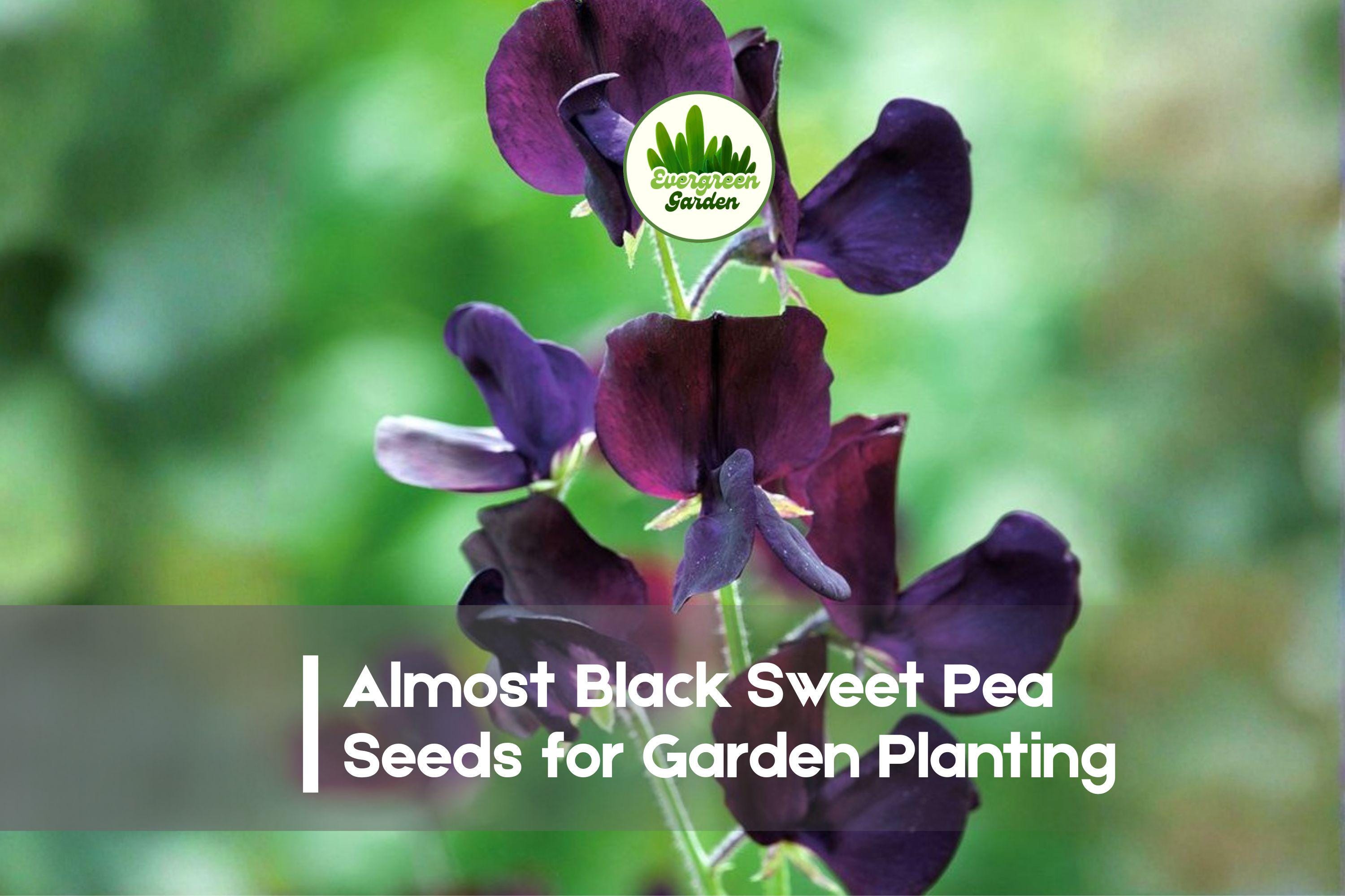 Almost Black Sweet Pea Seeds, Climbing Flower, Deep Burgundy, Lathyrus odoratus, 50+