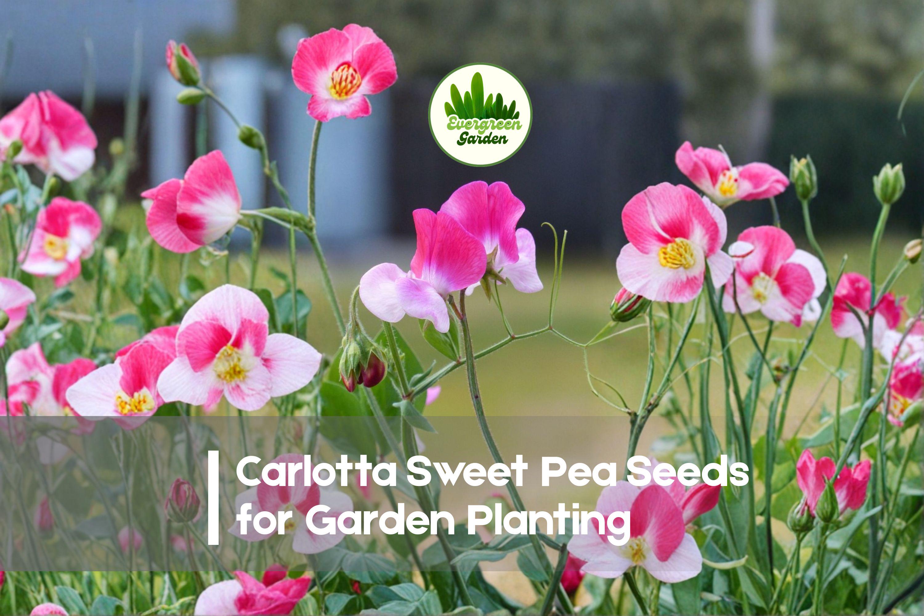50+ Carlotta Sweet Pea Seeds – Deep Purple Fragrant Climbing Flower, Lathyrus odoratus, Annual Garden Seeds