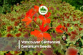 Vancouver Centennial Geranium Seeds – Pelargonium x hortorum – Bronze-Red Foliage & Scarlet Flowers – 25+ Seeds