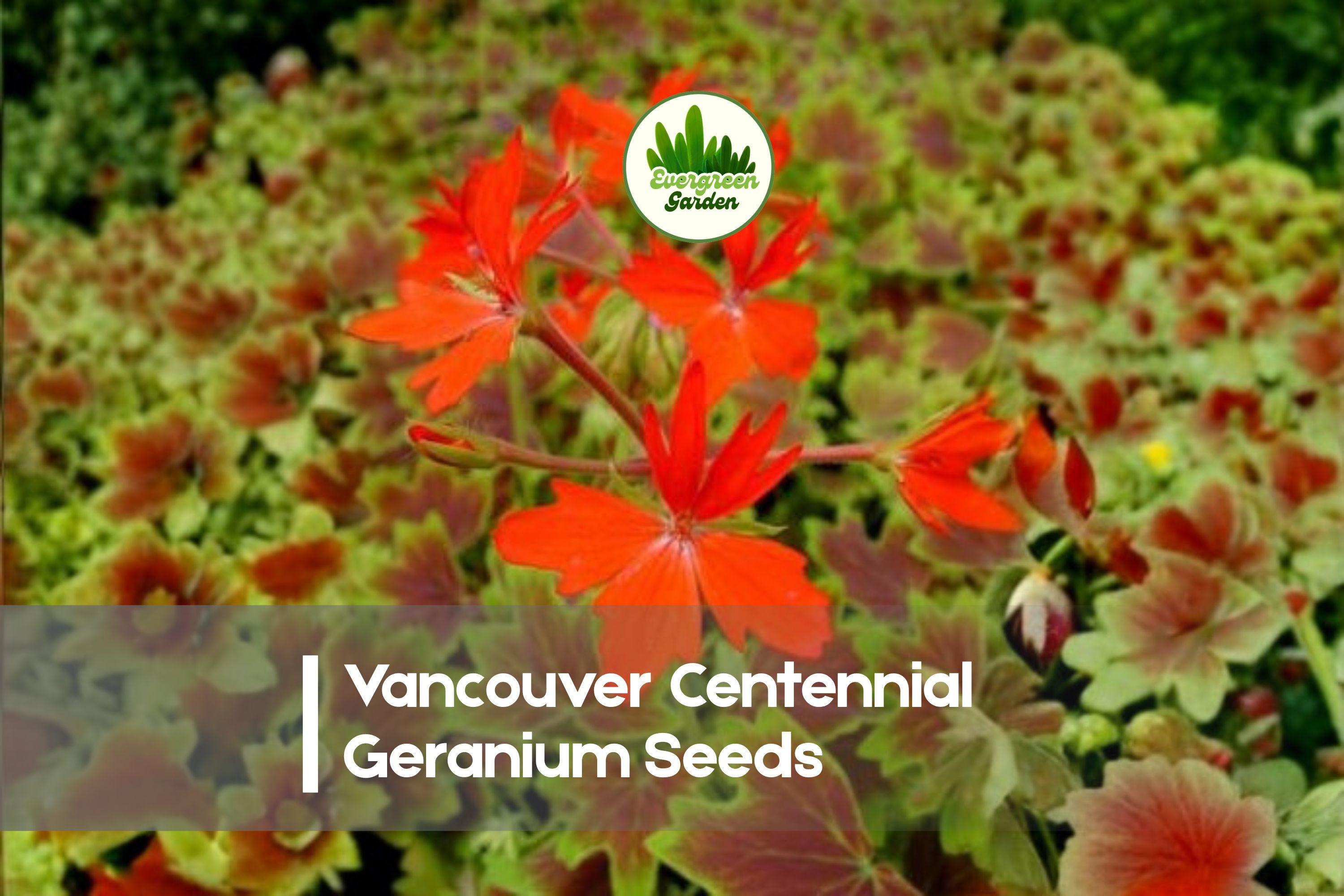 Vancouver Centennial Geranium Seeds – Pelargonium x hortorum – Bronze-Red Foliage & Scarlet Flowers – 25+ Seeds