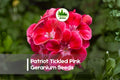 25+ Patriot Tickled Pink Geranium Seeds | Pelargonium x hortorum Bright Pink Blooms for Containers & Gardens
