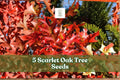 Scarlet Oak Tree Seeds – 5 Pack, Quercus coccinea, Fall Foliage, Shade Tree, Native North American Deciduous Tree