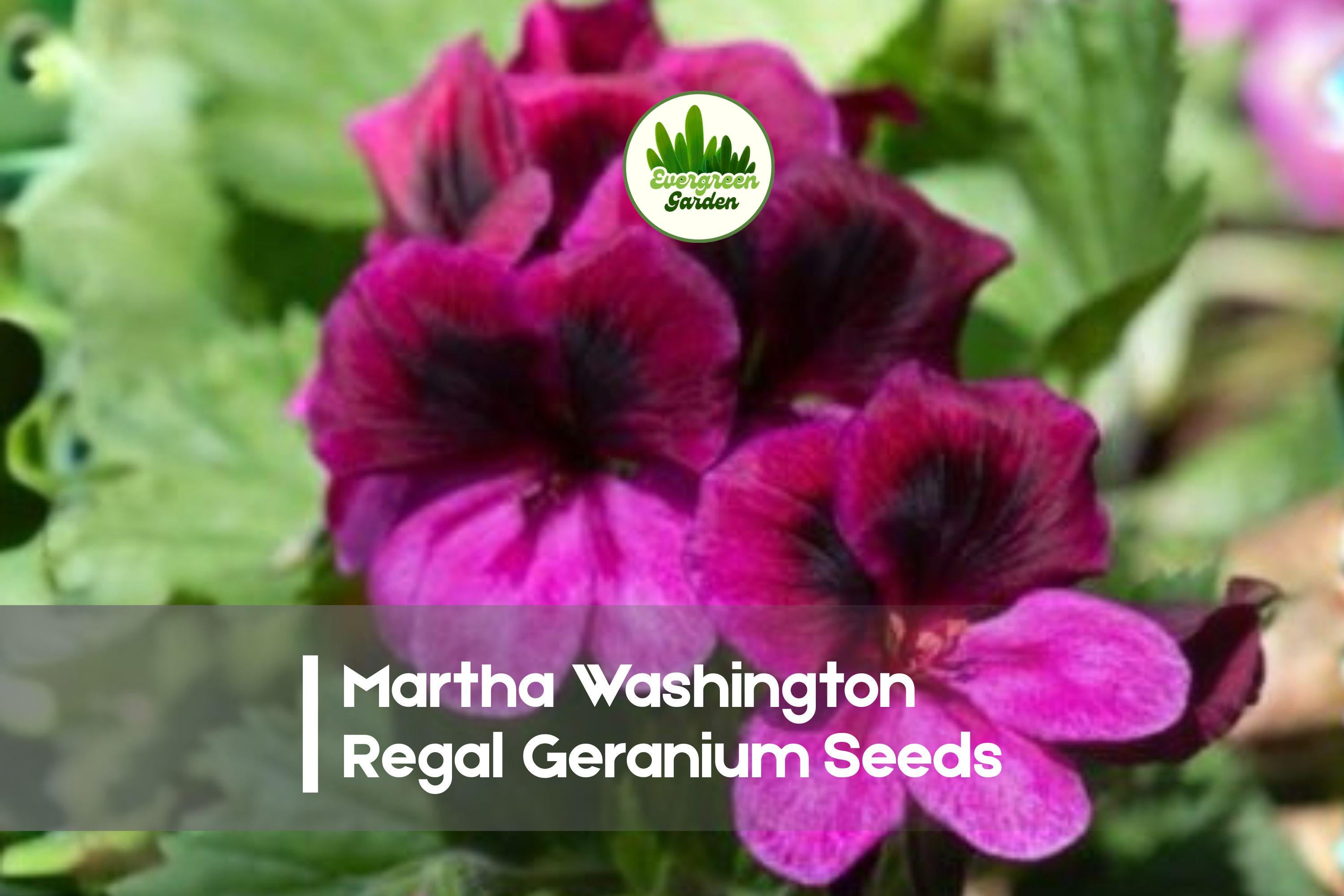 Martha Washington Regal Geranium Seeds – Pelargonium x domesticum, Pink, Purple & White Blooms, Container & Border Plant