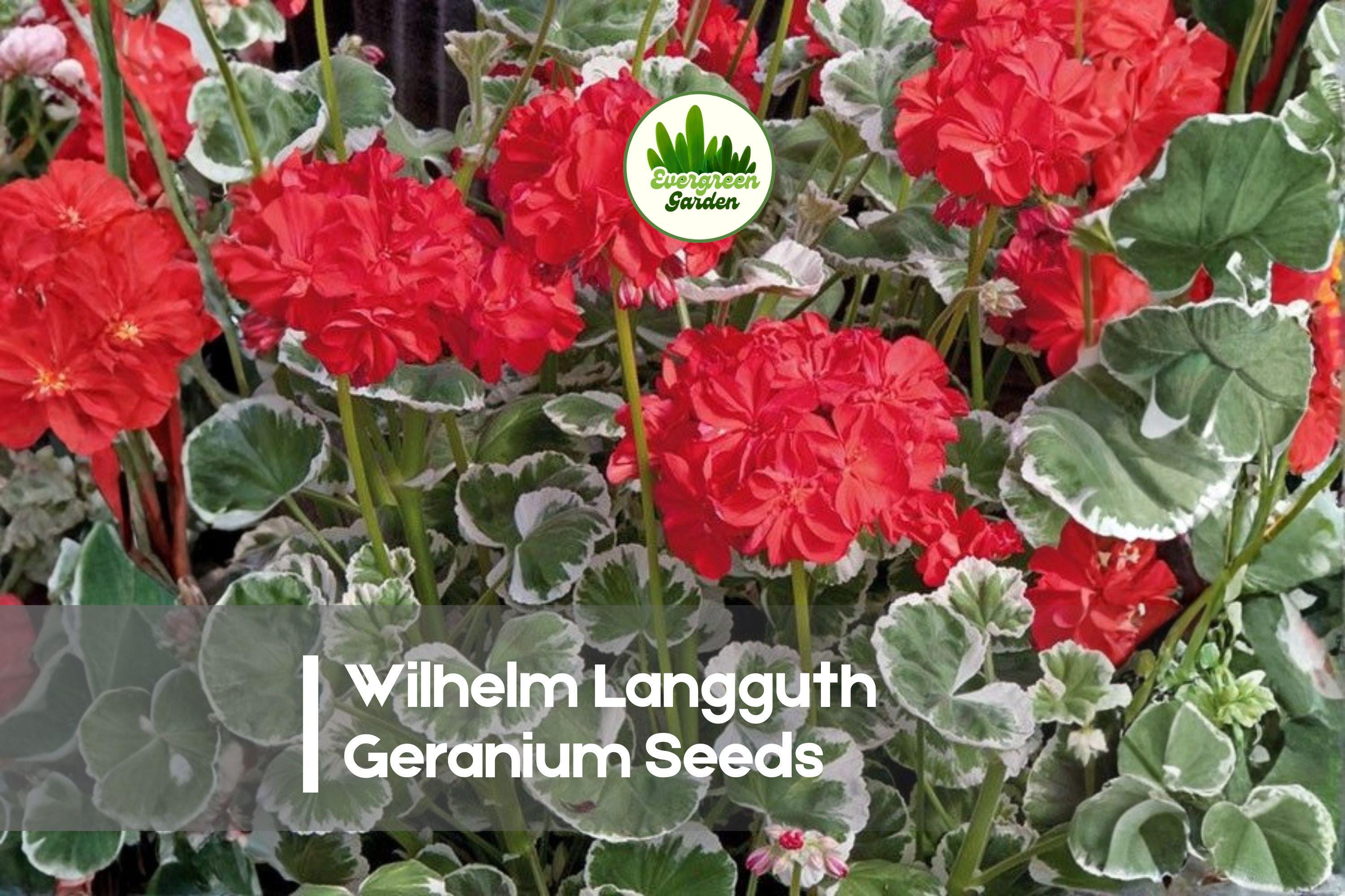 Wilhelm Langguth Geranium Seeds – Bright Red Blooms, Variegated Foliage, Zonal Pelargonium x hortorum, Container & Garden Plant