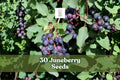Juneberry Seeds | Amelanchier lamarckii | Edible Berry Shrub for Gardens & Landscaping