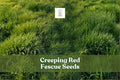 Creeping Red Fescue Seeds - Festuca rubra - Low-Maintenance Shade-Tolerant Groundcover for Lawns & Erosion Control (1,000 Seeds)