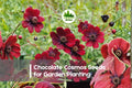 200+ Chocolate Cosmos Seeds - Deep Maroon Flowers, Fragrant, Cosmos atrosanguineus, Perennial, Pollinator, Garden, Container Plant