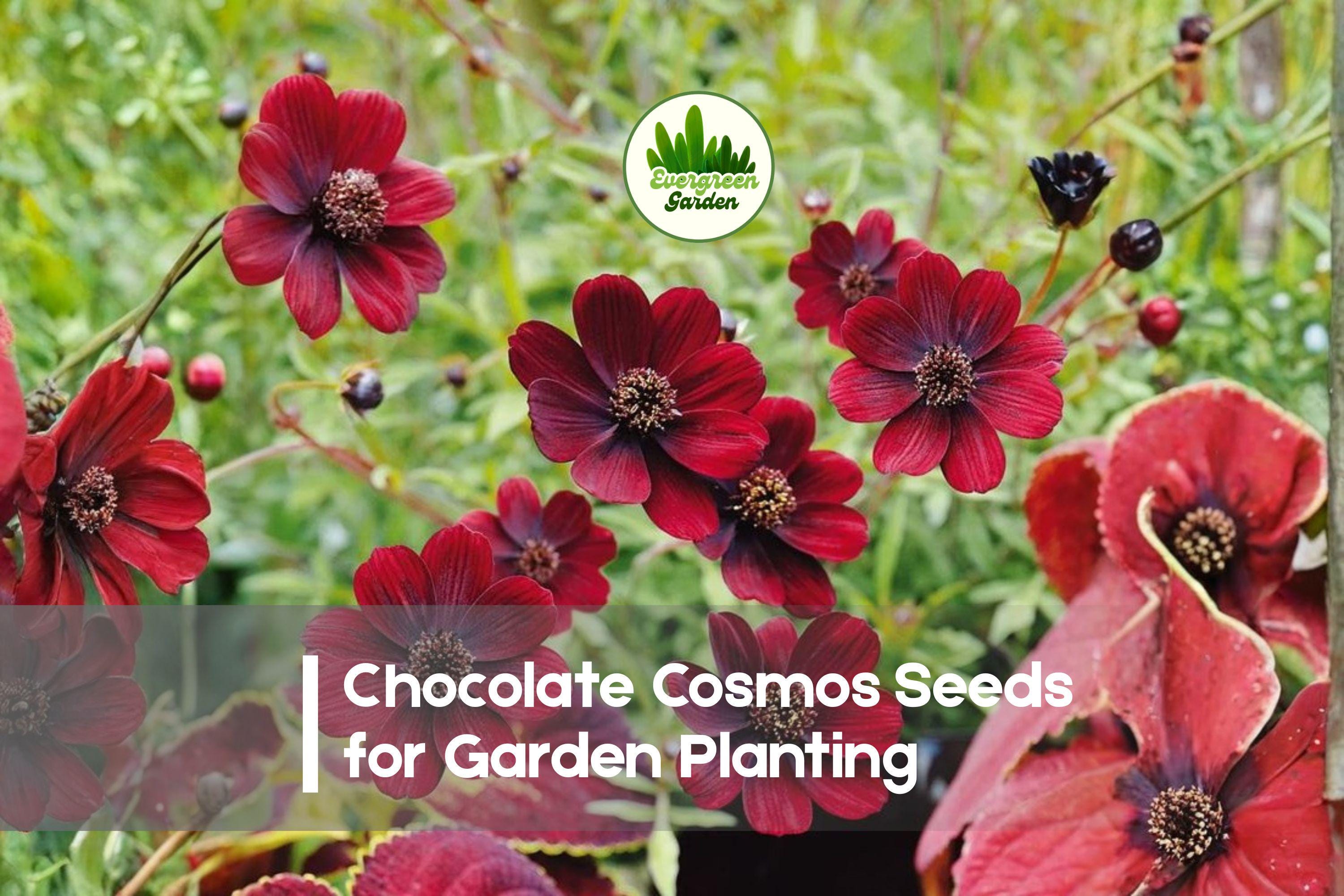 200+ Chocolate Cosmos Seeds - Deep Maroon Flowers, Fragrant, Cosmos atrosanguineus, Perennial, Pollinator, Garden, Container Plant