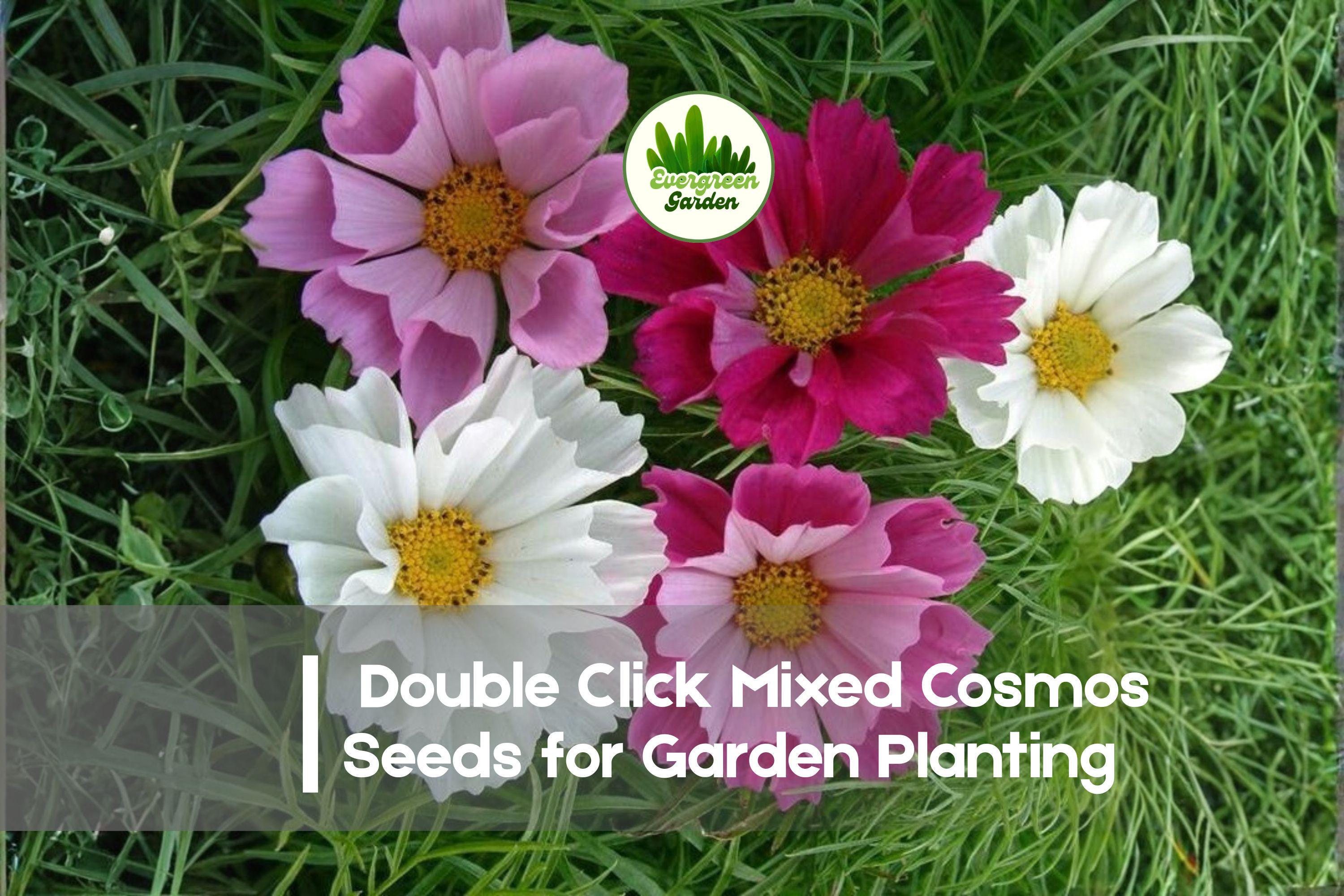 Double Click Cosmos Seeds – 200+ Mixed Colors, Ruffled Blooms, Cosmos bipinnatus, Annual Flower for Borders & Cut Flowers