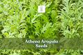 200 Athena Arugula Seeds - Fast-Growing Salad Green Eruca vesicaria for Home Gardens & Containers