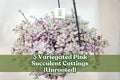 Variegated Pink Succulent Cuttings – Trailing Houseplant Decor, Callisia repens variegata, Pink Lady, Unrooted, Indoor Garden