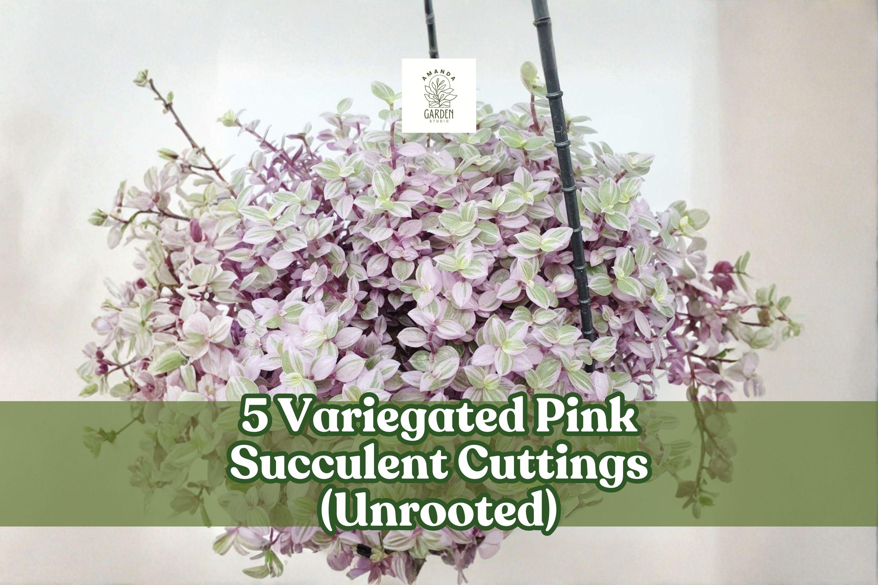 Variegated Pink Succulent Cuttings – Trailing Houseplant Decor, Callisia repens variegata, Pink Lady, Unrooted, Indoor Garden