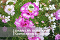 200+ Bicolor Violet Cosmos Seeds | Double Click Cosmos bipinnatus | Flowering Annual for Borders & Cut Flowers