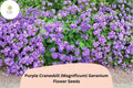 Purple Cranesbill Geranium Seeds, Hardy Perennial, Magnificum, Purple Blooms, Mounded Growth, Bees & Butterflies Attract