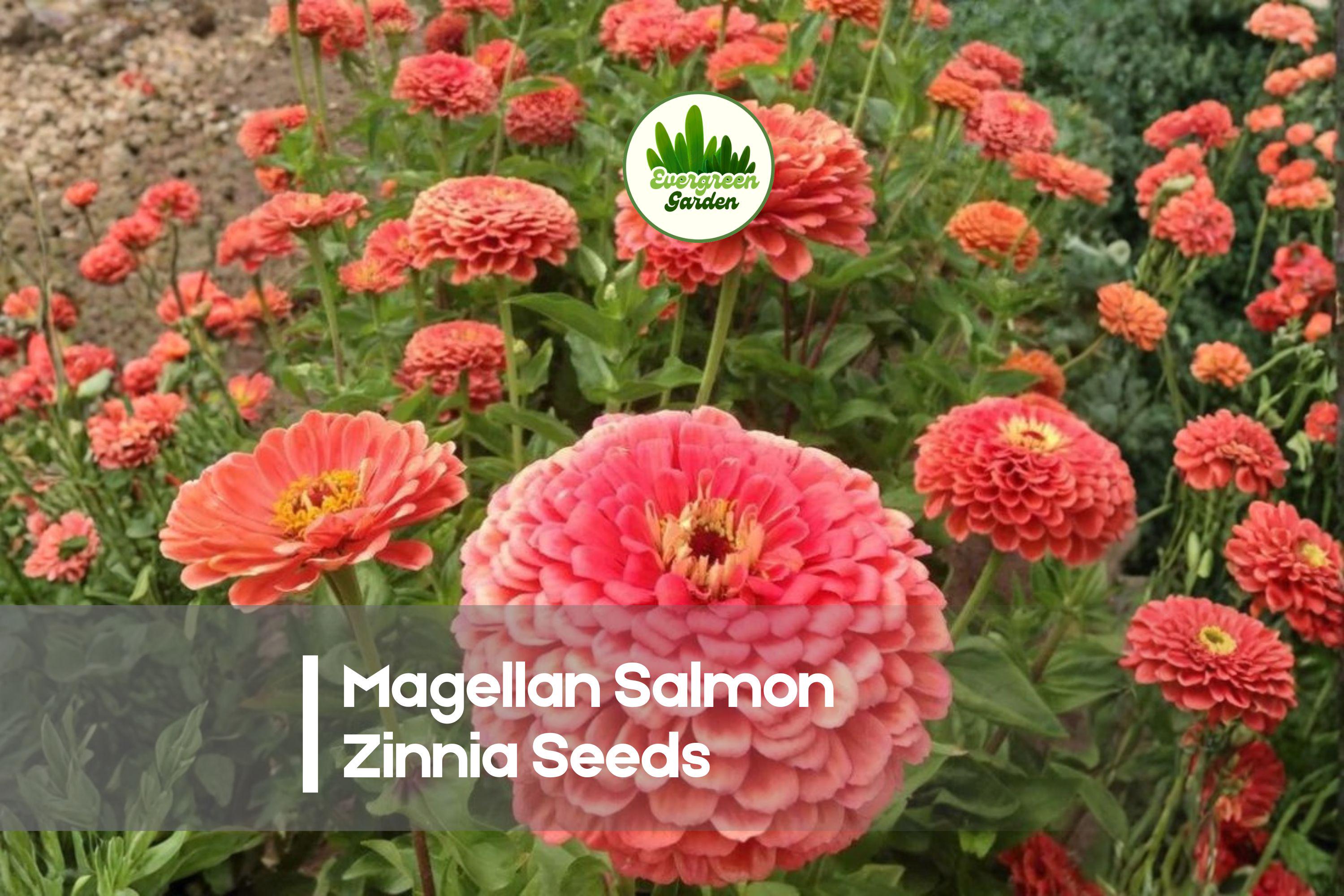Magellan Salmon Zinnia Seeds | 100+ Soft Salmon-Orange Double Blooms | Zinnia elegans Annual for Borders & Containers