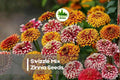 Swizzle Mix Zinnia Seeds – Bi-Color Double Blooms, Compact Annual Flower, Attracts Pollinators, Zinnia elegans