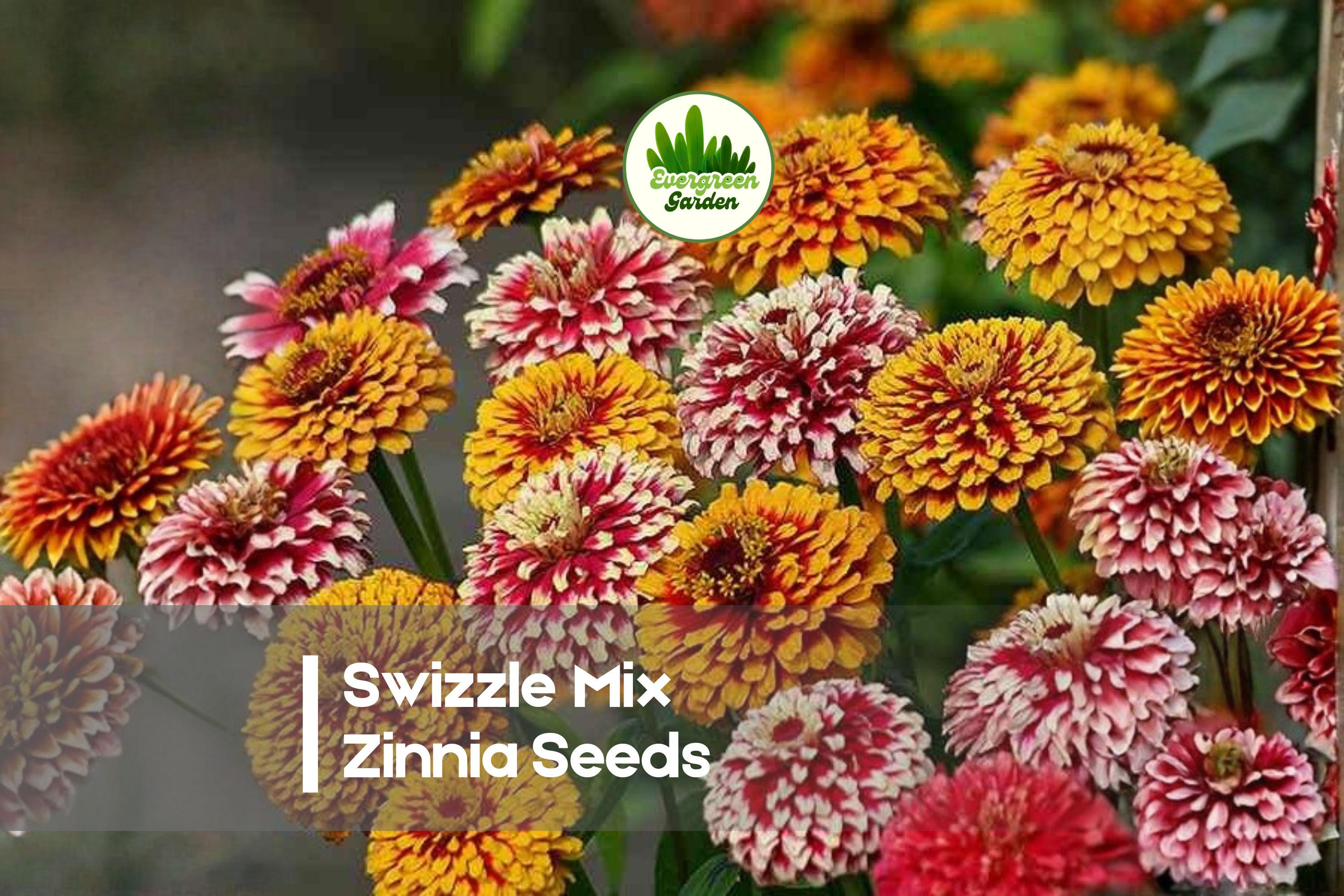 Swizzle Mix Zinnia Seeds – Bi-Color Double Blooms, Compact Annual Flower, Attracts Pollinators, Zinnia elegans