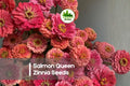 Salmon Queen Zinnia Seeds – 100+ Double Blooms, Soft Salmon & Peach-Pink, Zinnia elegans, Annual Flower for Borders & Cuttings