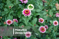 100+ Mazurkia Zinnia Seeds – Bi-Color Magenta-Pink & White Blooms, Easy to Grow, Butterfly & Pollinator Friendly, Zinnia elegans