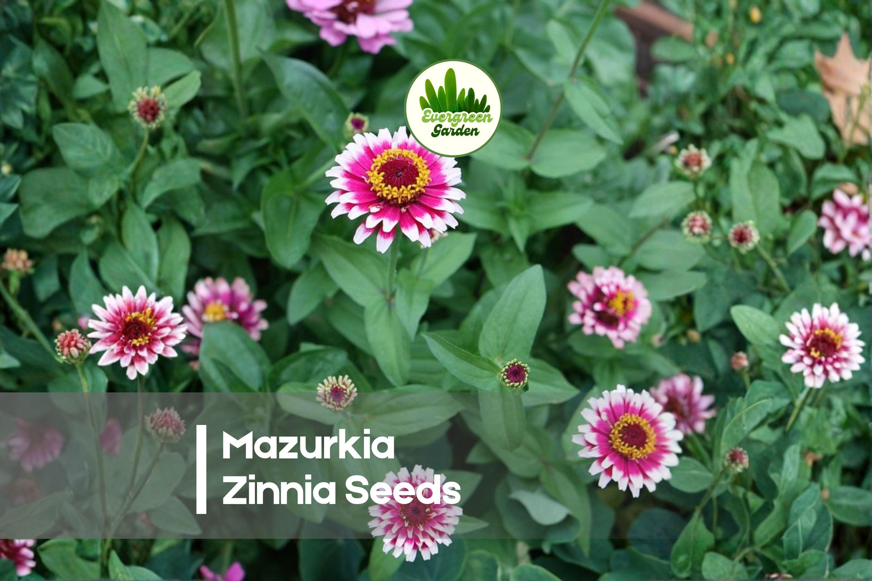 100+ Mazurkia Zinnia Seeds – Bi-Color Magenta-Pink & White Blooms, Easy to Grow, Butterfly & Pollinator Friendly, Zinnia elegans
