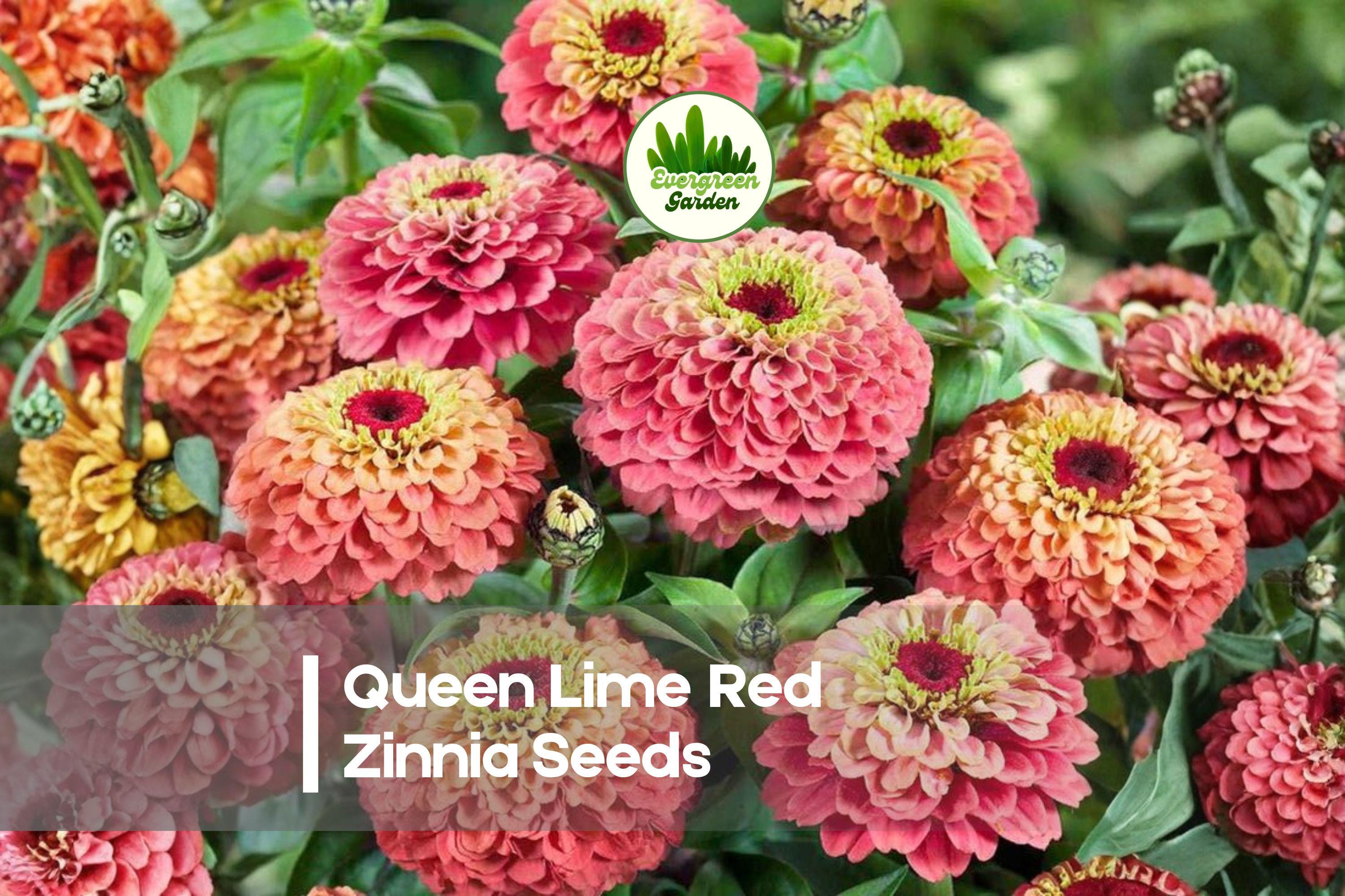 100+ Queen Lime Red Zinnia Seeds – Vibrant Double Blooms, Lime Green & Rose-Red, Zinnia elegans, Annual Flower for Cutting Gardens