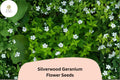 Silverwood Geranium Seeds | White Perennial Cranesbill for Garden Borders | Geranium sanguineum 'Silverwood'