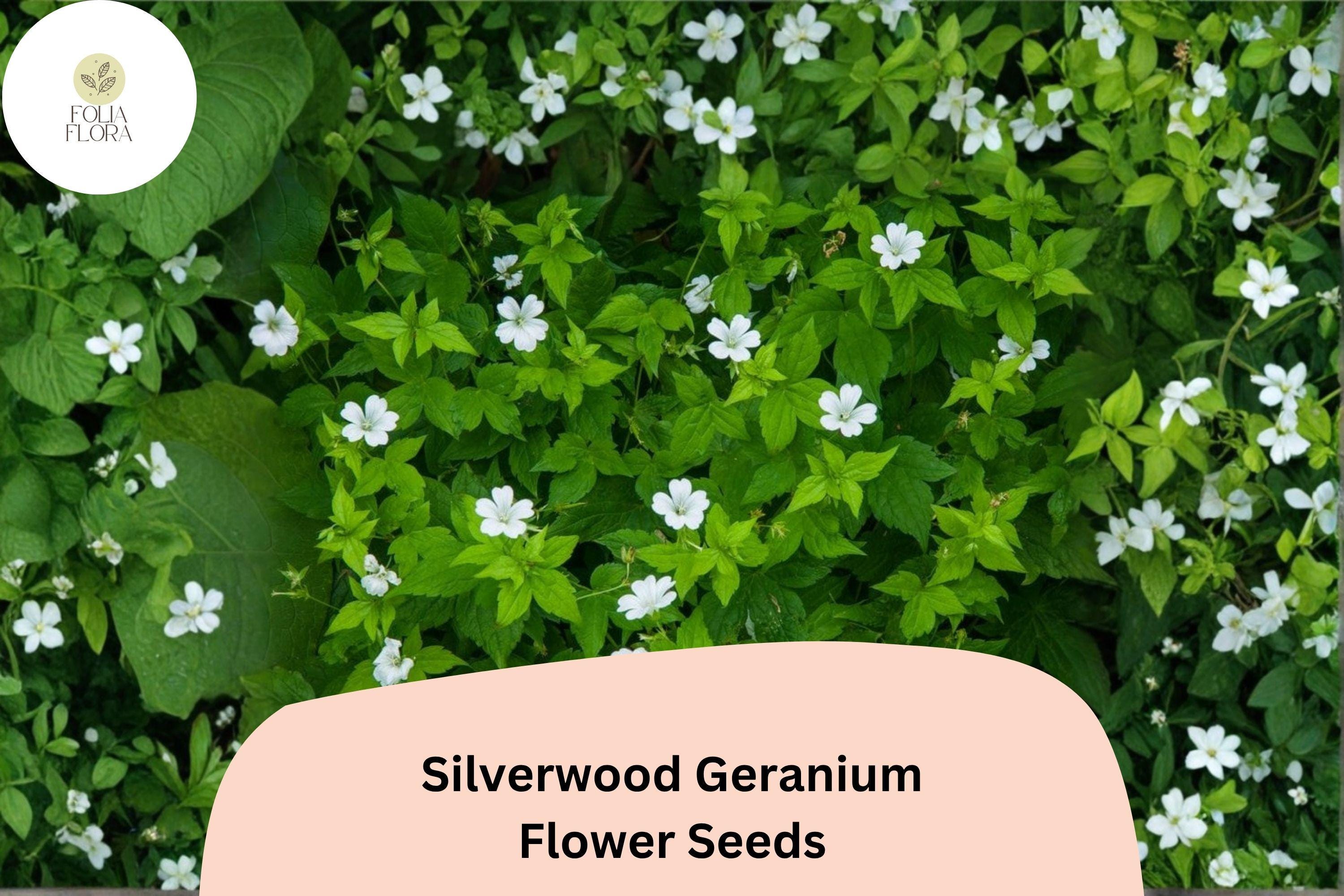 Silverwood Geranium Seeds | White Perennial Cranesbill for Garden Borders | Geranium sanguineum 'Silverwood'