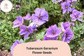 25+ Tuberosum Geranium Seeds | Hardy Purple Cranesbill Perennial | Geranium tuberosum for Garden Borders & Rock Gardens