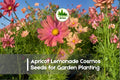 200+ Apricot Lemonade Cosmos Seeds – Pastel Apricot & Yellow Blooms, Cosmos bipinnatus, Annual Flower for Borders & Pollinator Gardens
