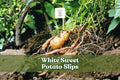 White Sweet Potato Slips - Ipomoea batatas Live Starter Plants, Non-GMO, Heirloom, for Home Garden & Container Growing