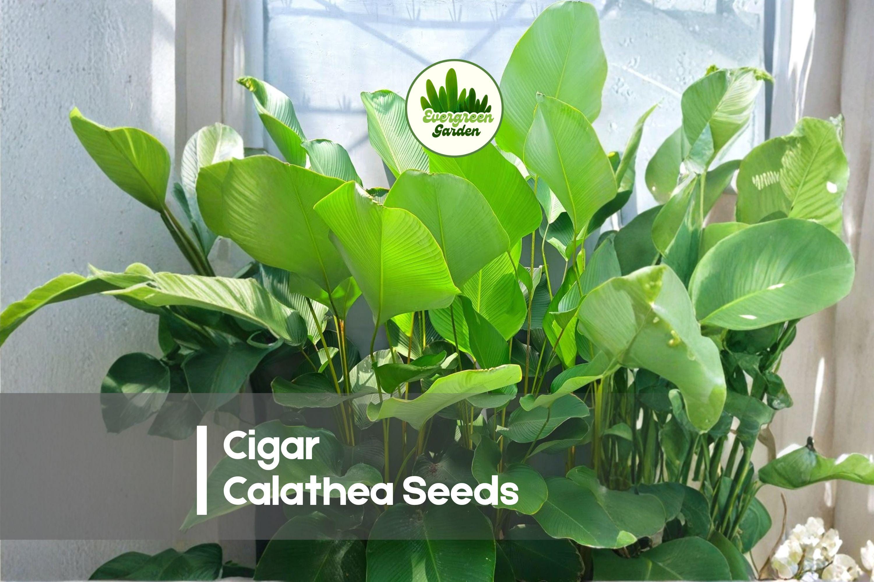 25+ Cigar Calathea Seeds | Exotic Tropical Foliage Plant | Calathea spp. for Indoor & Shade Gardens