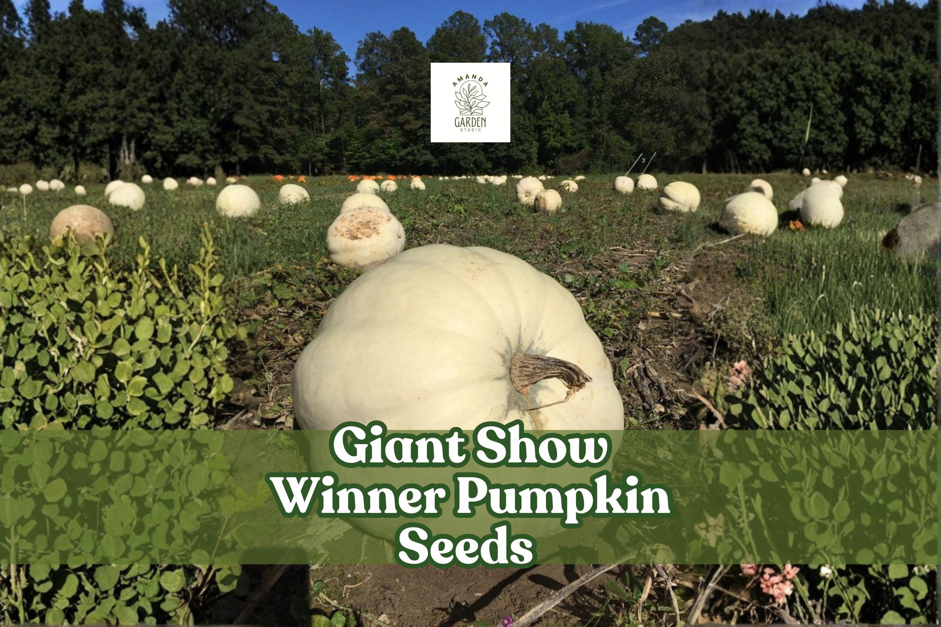 Giant Show Winner Pumpkin Seeds | Rare Heirloom Cucurbita maxima | Large Orange Pumpkins for Contests & Decoration