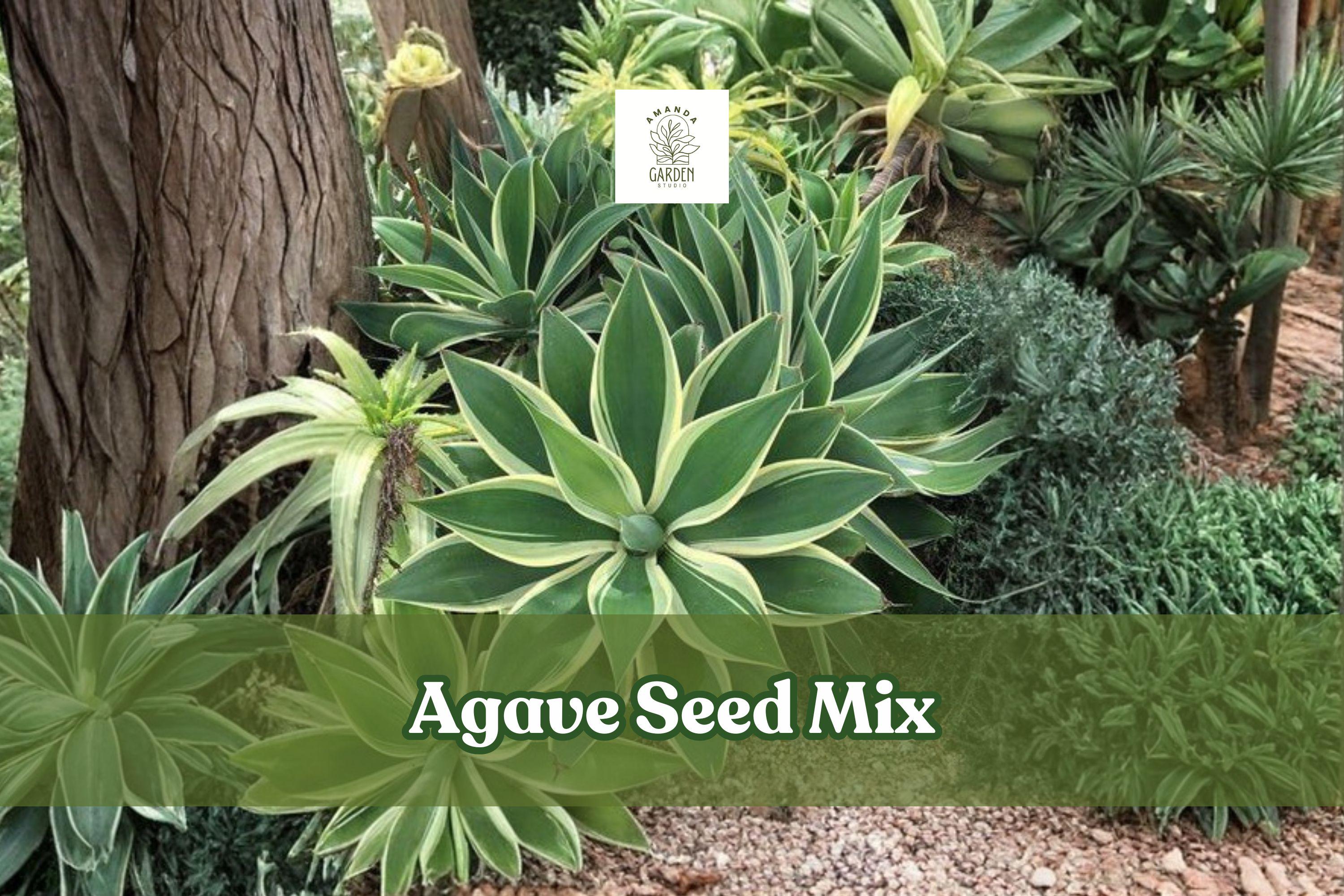 Agave Seed Mix - 50 Mixed Succulent Seeds - Drought-Tolerant, Ornamental Agave spp. for Desert Gardens & Indoor Pots