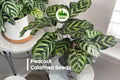 25+ Peacock Calathea Seeds – Calathea makoyana Tropical Foliage Plant for Indoor & Shade Gardens