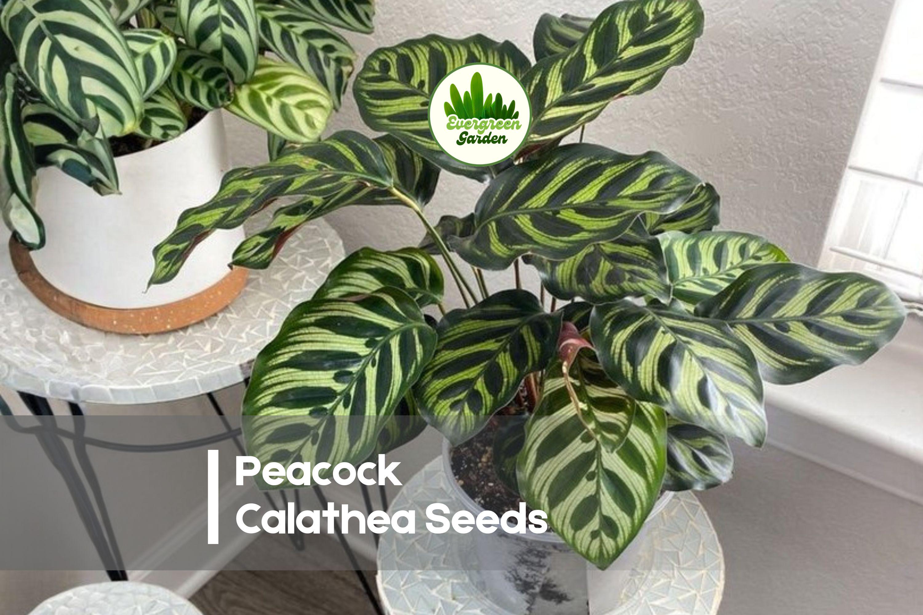 25+ Peacock Calathea Seeds – Calathea makoyana Tropical Foliage Plant for Indoor & Shade Gardens