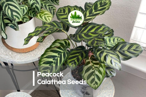 25+ Peacock Calathea Seeds – Calathea makoyana Tropical Foliage Plant for Indoor & Shade Gardens