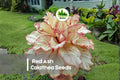 Red Ash Calathea Seeds – Tropical Foliage Plant, Deep Green & Red Tones, Calathea spp.