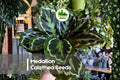 25+ Medallion Calathea Seeds | Tropical Foliage Plant | Calathea veitchiana | Indoor & Shade Garden