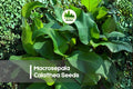25+ Macrosepala Calathea Seeds | Tropical Foliage Plant for Indoor & Shade Gardens | Calathea spp.