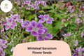 Whiteleaf Geranium Seeds | Purple Cranesbill Perennial | Hardy Garden Flower Seeds | Attracts Bees & Butterflies