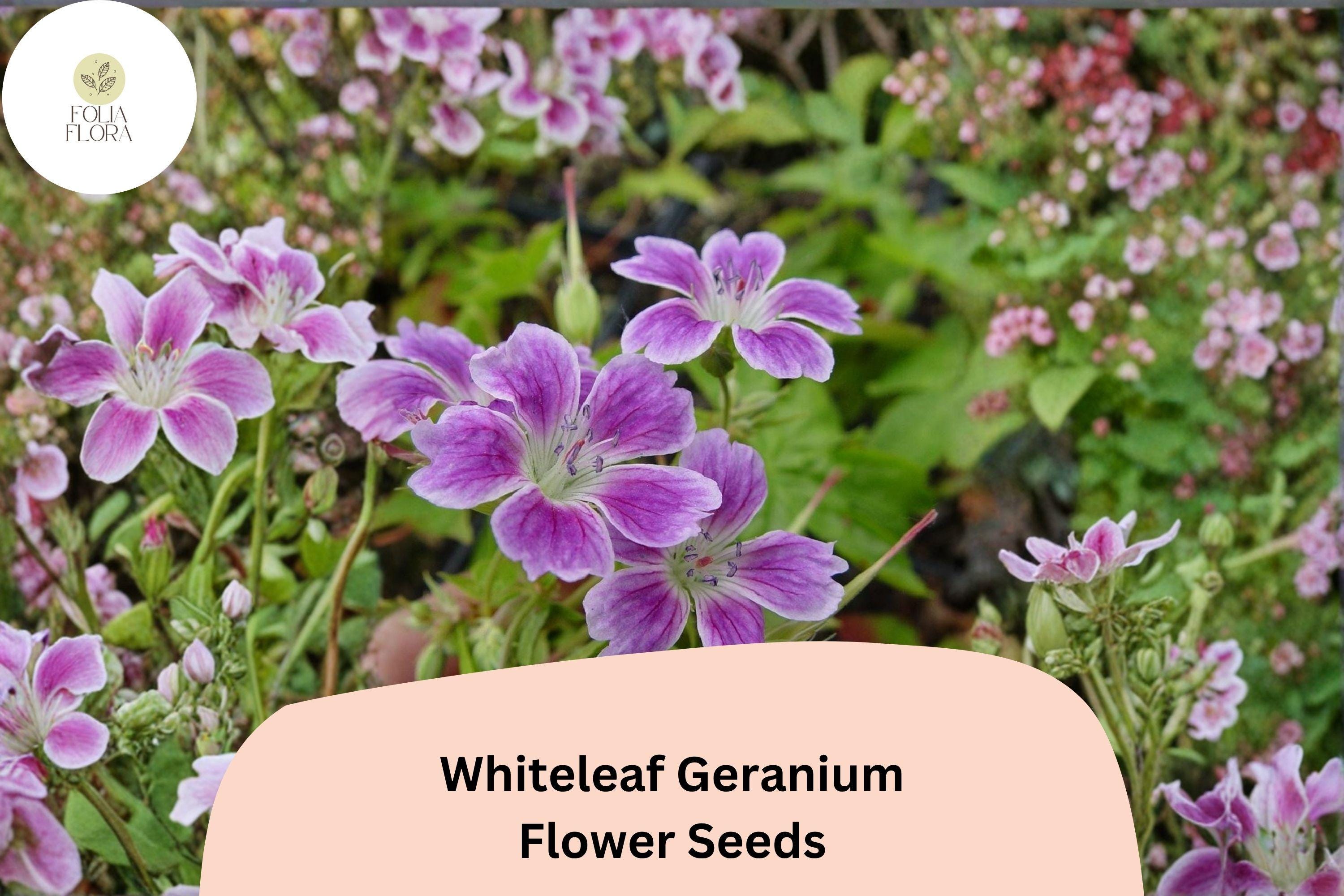 Whiteleaf Geranium Seeds | Purple Cranesbill Perennial | Hardy Garden Flower Seeds | Attracts Bees & Butterflies