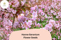 25+ Hanne Geranium Seeds | Pink Zonal Pelargonium | Bright Garden Flower Seeds for Beds & Containers