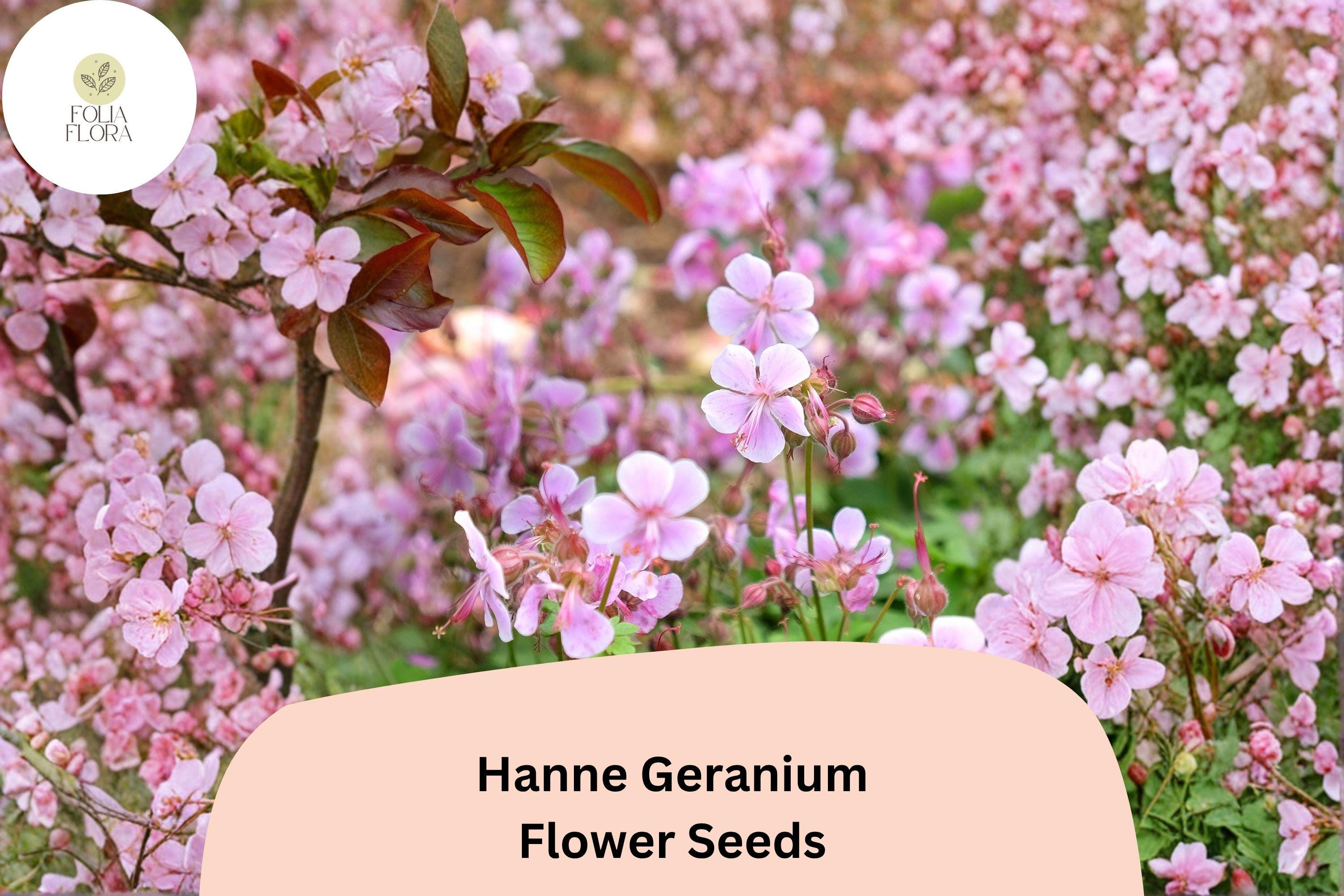 25+ Hanne Geranium Seeds | Pink Zonal Pelargonium | Bright Garden Flower Seeds for Beds & Containers